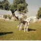 un dia en el campo, con unos 10 o 12 meses